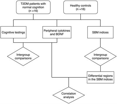 Alterations of peripheral cytokines, BDNF, and surface-based morphometry indices in T2DM patients without cognitive impairment